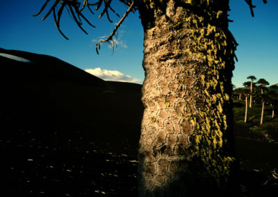 ARAUCARIA SU LLAIMA
