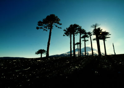 ARAUCARIE IN CONTROLUCE