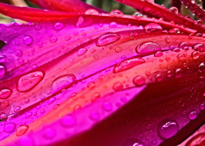 DROPS ON LEAVES