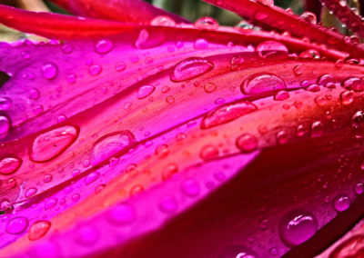 DROPS ON MAGENTA