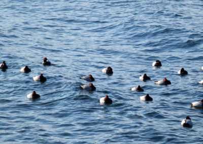 DUCKS IN WATER