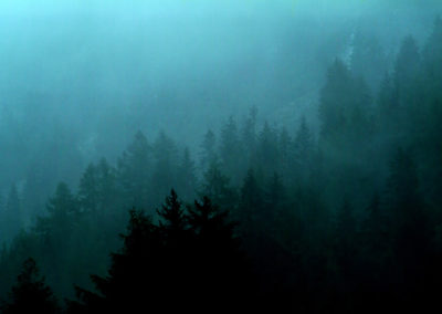 FOREST IN DAWN