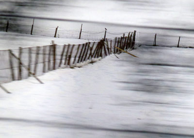 FROZEN LONELY BIRD