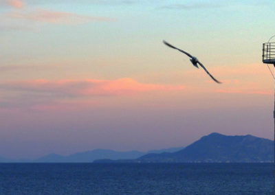 GABBIANO IN VOLO