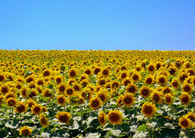 GIRASOLI - MARCHE - ITALIA