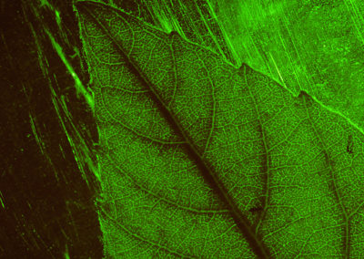 GREEN LEAVE