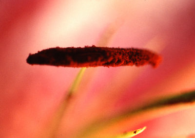 HEART OF FLOWER