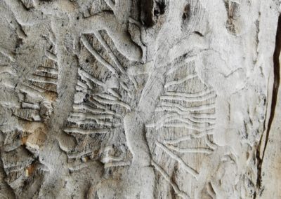 INCAS MESSAGE ON WOOD