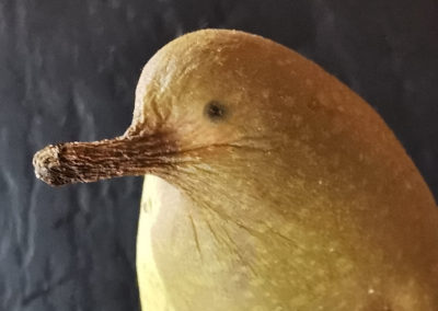 BIRD PEAR