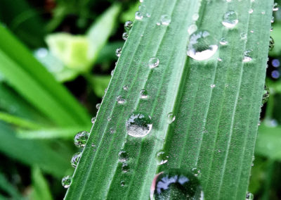 DROPS ON GREEN LEAVE