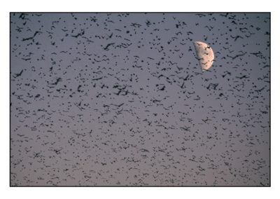 STORNI E MEZZA LUNA