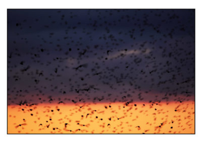 VOLO