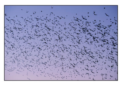VOLO