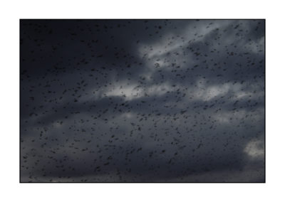 VOLO